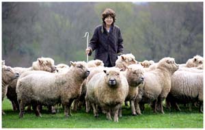 Lady egremont and the Pedigree Sussex sheep at Petworth